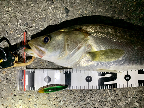 シーバスの釣果