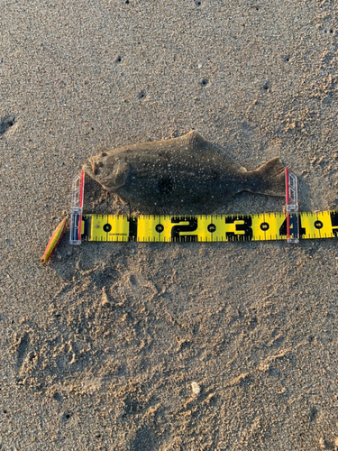 ソゲの釣果