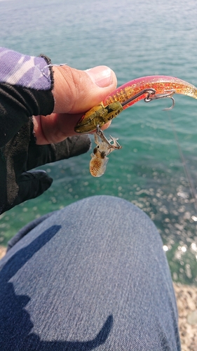 ミミイカの釣果