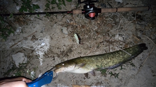 ナマズの釣果