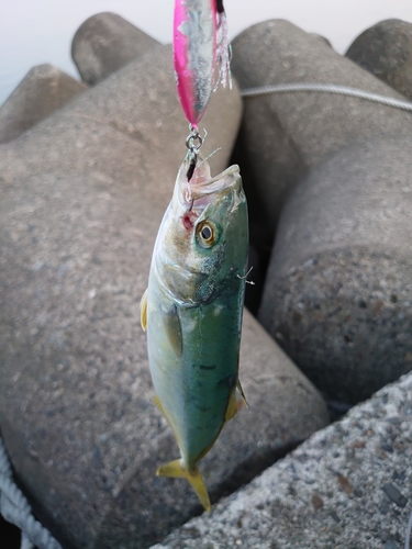 ショゴの釣果