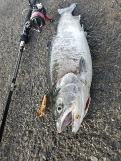 ギンザケの釣果