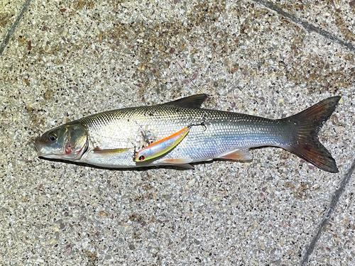 マルタウグイの釣果