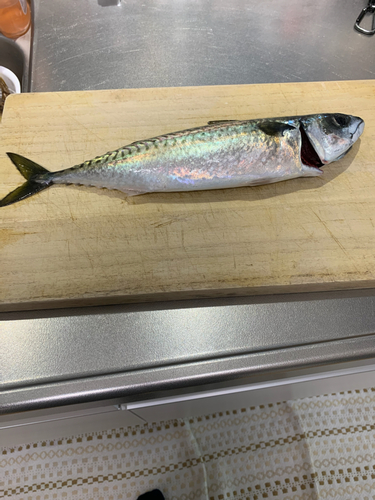 サバの釣果