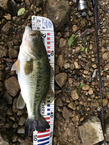 ブラックバスの釣果