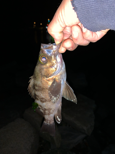 メバルの釣果