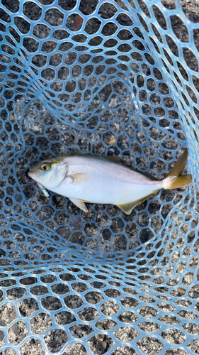 ショゴの釣果