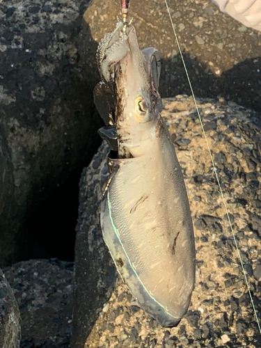 モンゴウイカの釣果