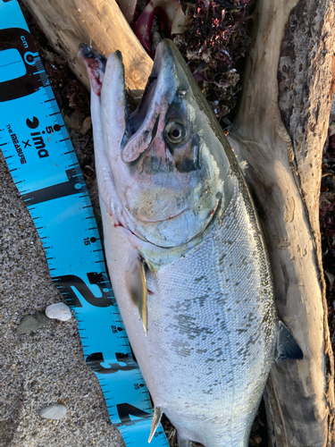 サクラマスの釣果