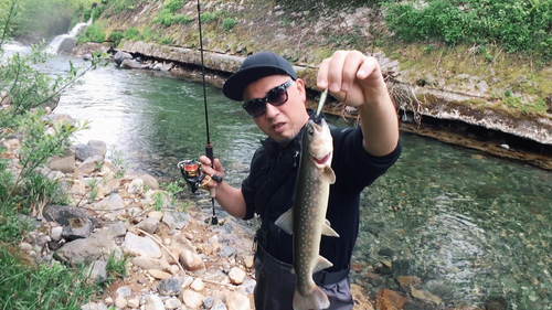 ヤマトイワナの釣果