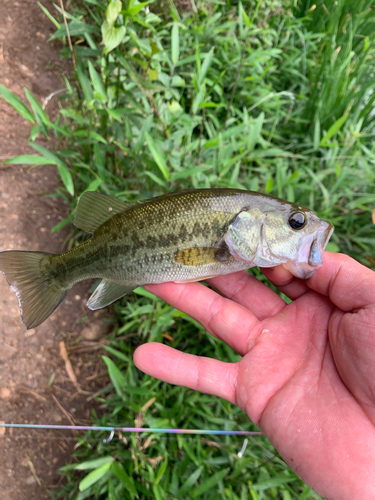 ラージマウスバスの釣果