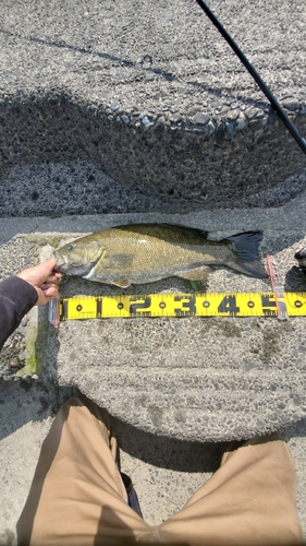 スモールマウスバスの釣果