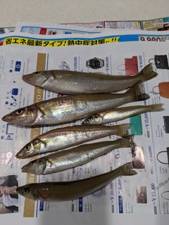 キスの釣果