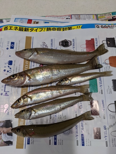 キスの釣果