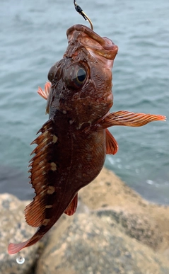 アラカブの釣果