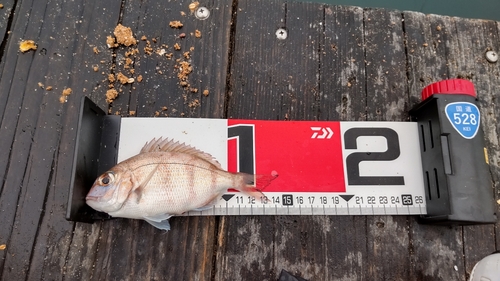 チャリコの釣果