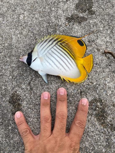 チョウチョウウオの釣果