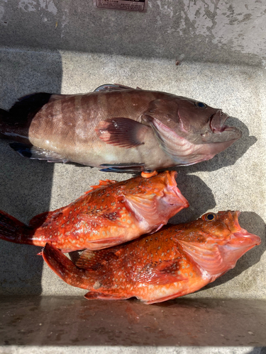 マハタの釣果