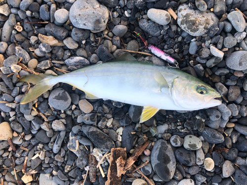 ワカナゴの釣果