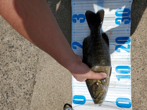 スモールマウスバスの釣果