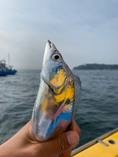 タチウオの釣果