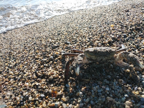 カニの釣果