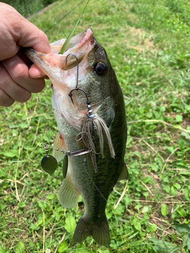 ラージマウスバスの釣果