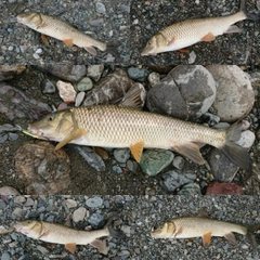 ニゴイの釣果