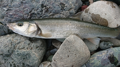 ウグイの釣果