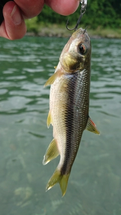 カワムツの釣果