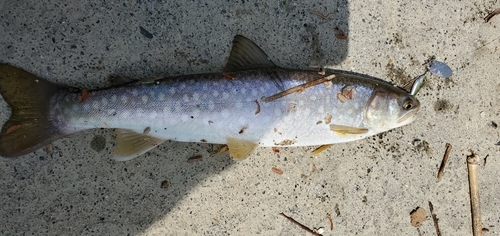 アメマスの釣果