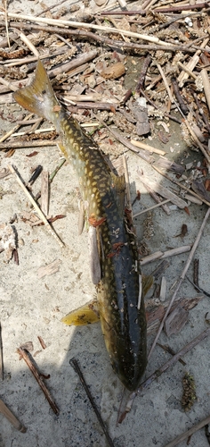 アメマスの釣果