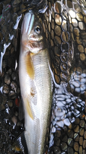 アユの釣果