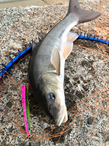 ウグイの釣果