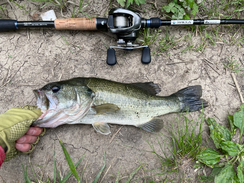 ラージマウスバスの釣果