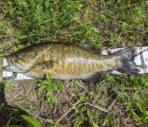 スモールマウスバスの釣果