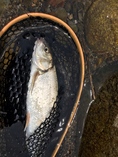 ウグイの釣果