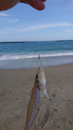 シロギスの釣果