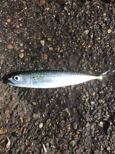 サバの釣果