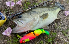 ブラックバスの釣果