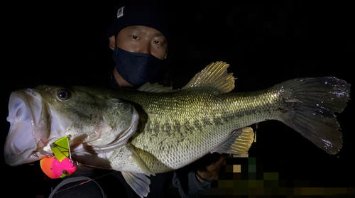 ブラックバスの釣果