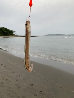 アナゴの釣果