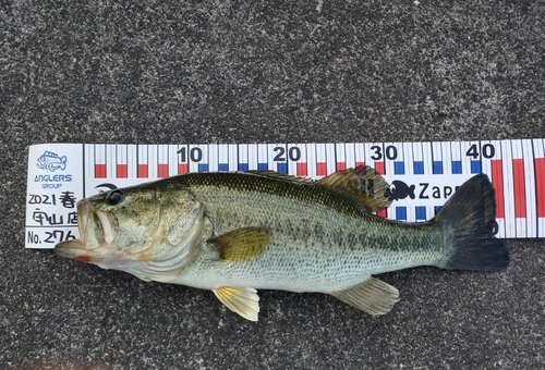 ブラックバスの釣果