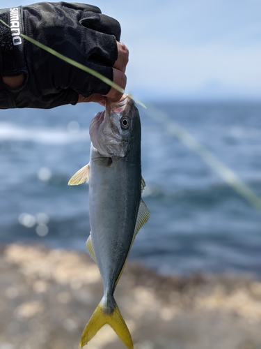 ワカシの釣果