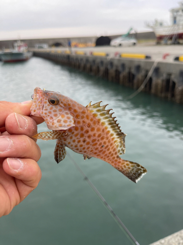 オオモンハタの釣果