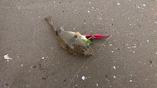 フグの釣果