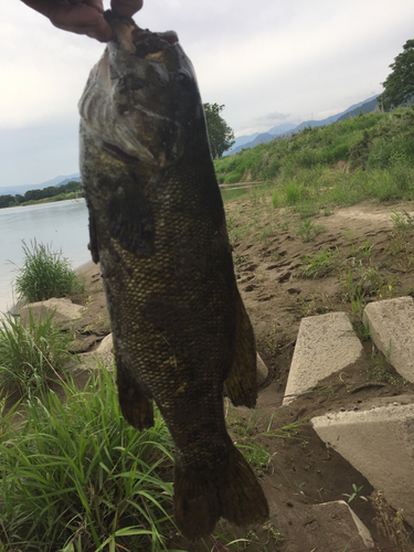 スモールマウスバスの釣果