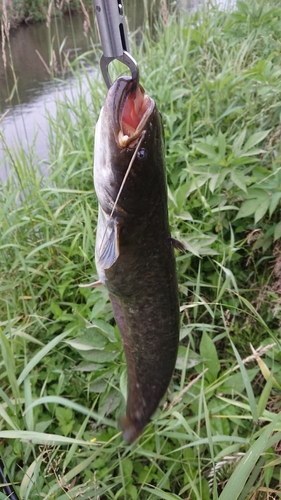 ナマズの釣果