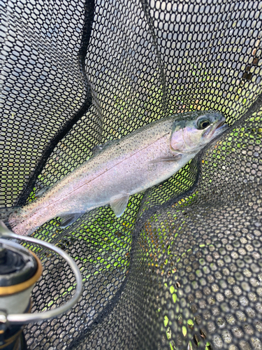 ニジマスの釣果