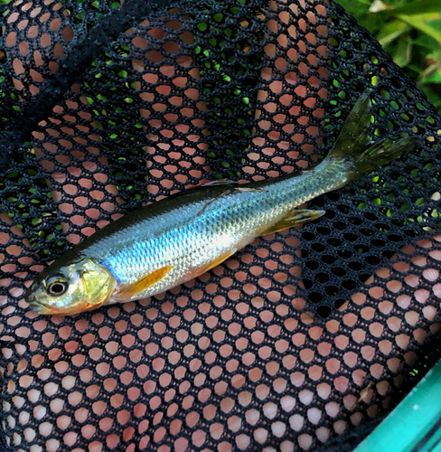 カワムツの釣果